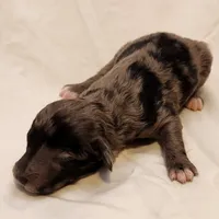 Pixie, a female Miniature Aussiedoodle for sale in Columbia, TN – 8 of 9