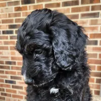 Scout, a male Aussiedoodle for sale in Columbia, TN – 6 of 10