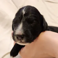 Trixie, a female Aussiedoodle for sale in Columbia, TN – 2 of 10