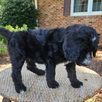 Trixie, a female Aussiedoodle for sale in Columbia, TN – 10 of 10