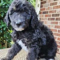 Stella, a female Aussiedoodle for sale in Columbia, TN – 5 of 10