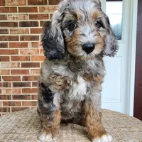 Daisy, a female Aussiedoodle for sale in Columbia, TN – 3 of 10