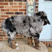 Daisy, a female Aussiedoodle for sale in Columbia, TN – 8 of 10
