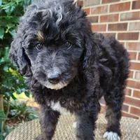 Stella, a female Aussiedoodle for sale in Columbia, TN – 3 of 10