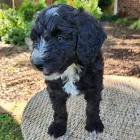 Trixie, a female Aussiedoodle for sale in Columbia, TN – 7 of 10