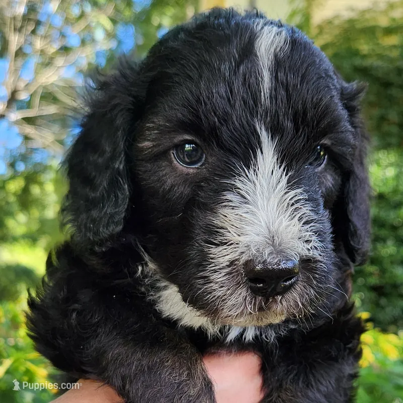 Snoopy – Aussiedoodle puppy for sale in Columbia, TN