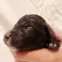 Pluto, a male Aussiedoodle for sale in Columbia, TN – 5 of 10