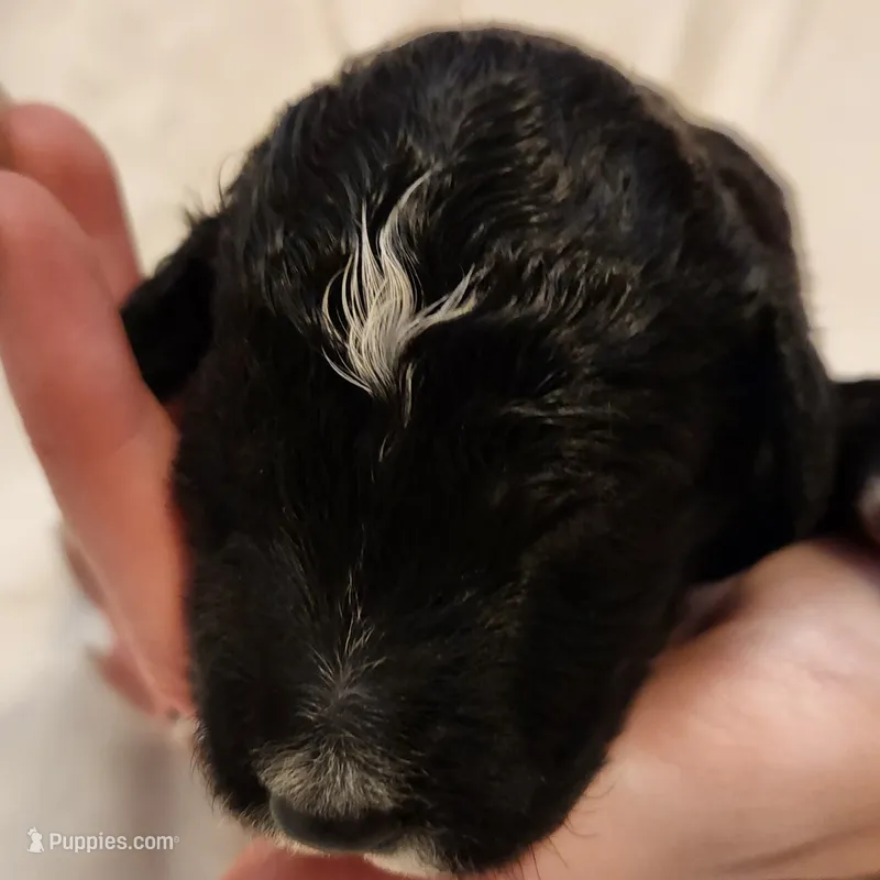 Stella – Aussiedoodle puppy for sale in Columbia, TN