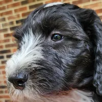 Snoopy, a male Aussiedoodle for sale in Columbia, TN – 3 of 10