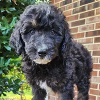 Stella, a female Aussiedoodle for sale in Columbia, TN – 4 of 10