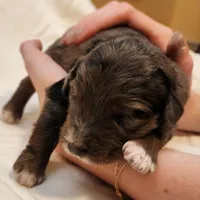 Daisy, a female Aussiedoodle for sale in Columbia, TN – 4 of 10
