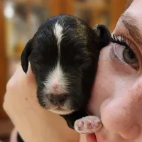Snoopy, a male Aussiedoodle for sale in Columbia, TN – 3 of 10