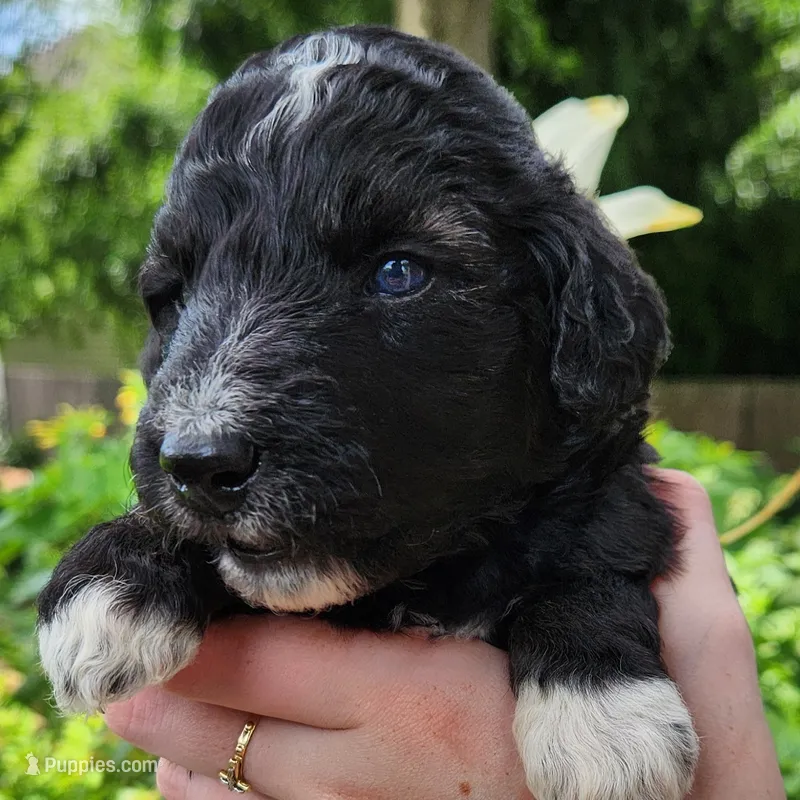 Stella – Aussiedoodle puppy for sale in Columbia, TN