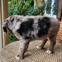 Pixie, a female Miniature Aussiedoodle for sale in Columbia, TN – 10 of 10