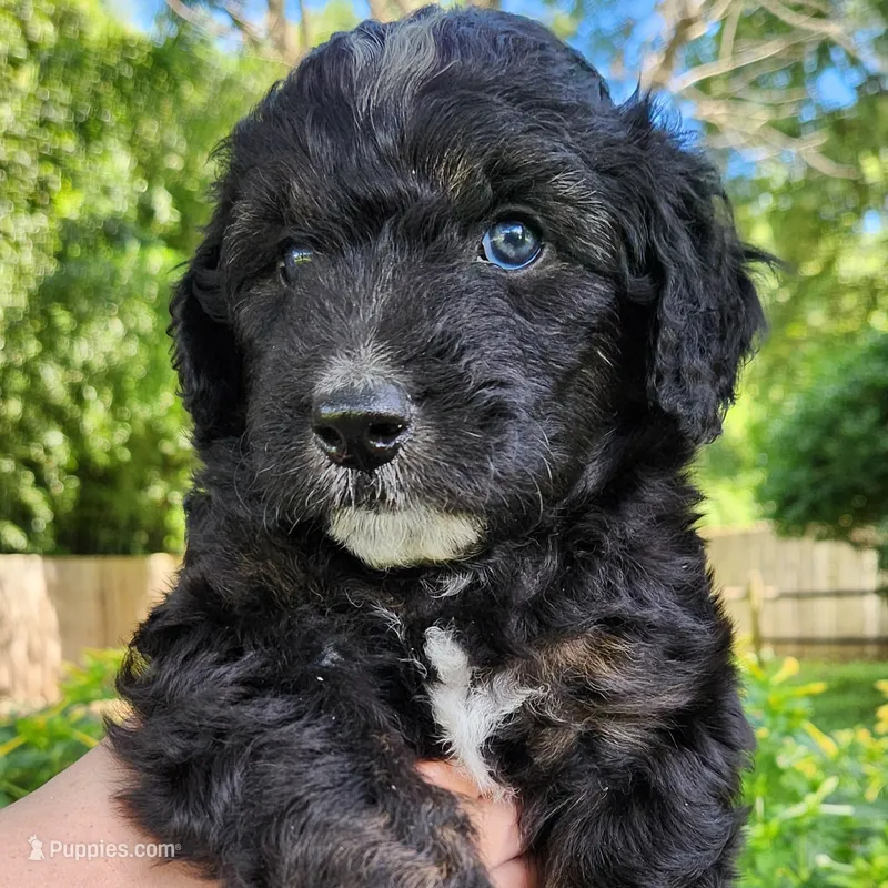 Stella – Aussiedoodle puppy for sale in Columbia, TN