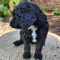 Trixie, a female Aussiedoodle for sale in Columbia, TN – 8 of 10