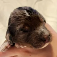 Diesel, a male Aussiedoodle for sale in Columbia, TN – 3 of 10