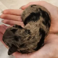 Pixie, a female Miniature Aussiedoodle for sale in Columbia, TN – 5 of 9