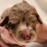 Ginger, a female Aussiedoodle for sale in Columbia, TN – 5 of 10