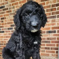 Scout, a male Aussiedoodle for sale in Columbia, TN – 3 of 10