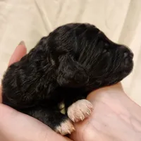 Lottie, a female Aussiedoodle for sale in Columbia, TN – 4 of 10