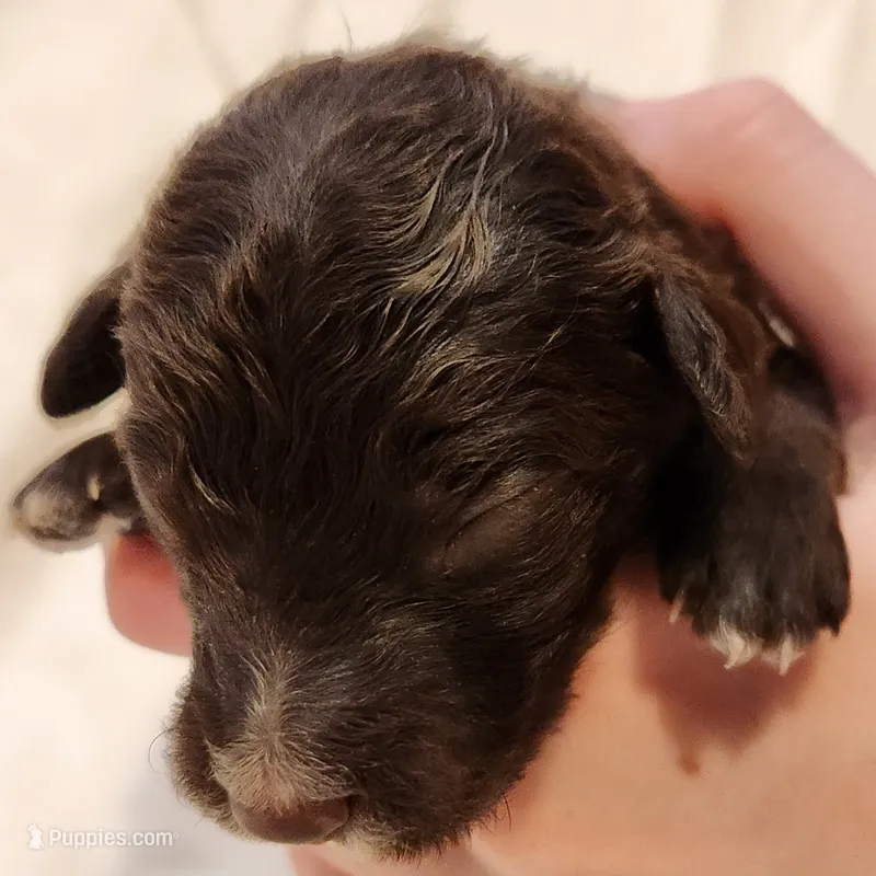 Pluto – Aussiedoodle puppy for sale in Columbia, TN