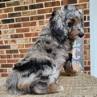 Daisy, a female Aussiedoodle for sale in Columbia, TN – 9 of 10