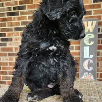 Scout, a male Aussiedoodle for sale in Columbia, TN – 8 of 10