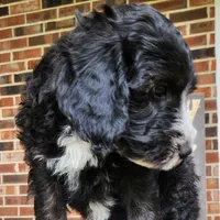 Snoopy, a male Aussiedoodle for sale in Columbia, TN – 7 of 10