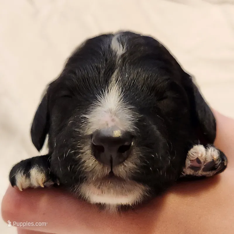 Trixie – Aussiedoodle puppy for sale in Columbia, TN