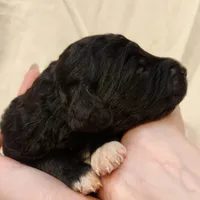 Lottie, a female Aussiedoodle for sale in Columbia, TN – 6 of 10