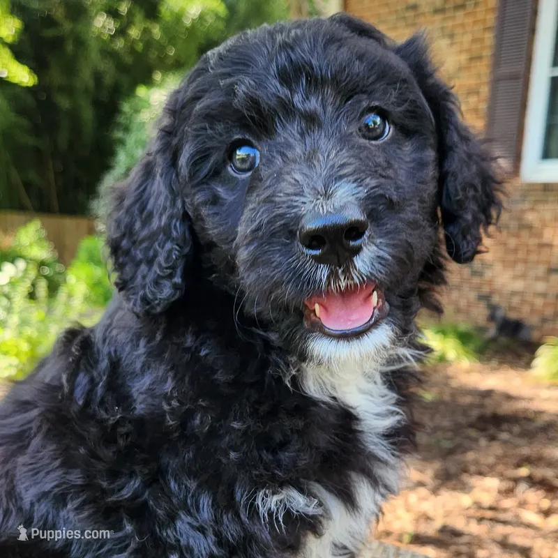 Lottie – Aussiedoodle puppy for sale in Columbia, TN