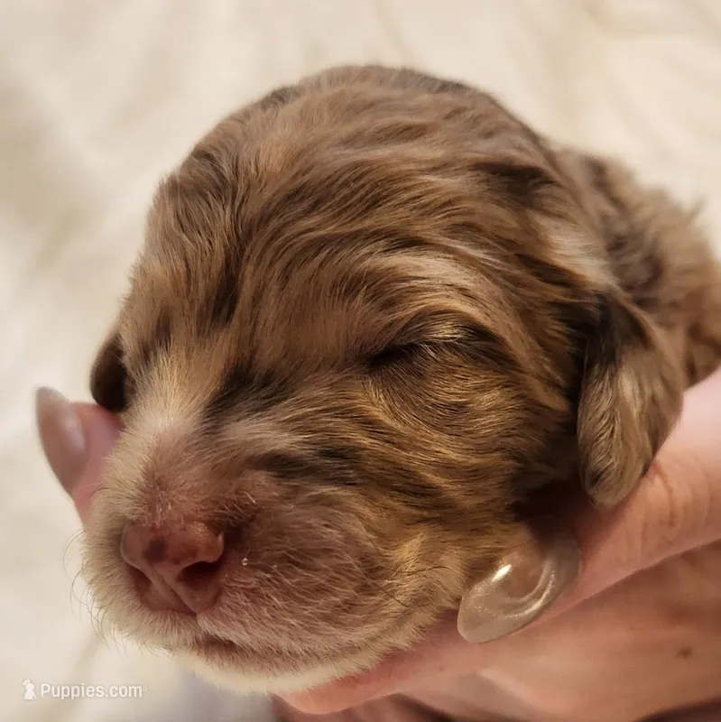 Ginger – Aussiedoodle puppy for sale in Columbia, TN