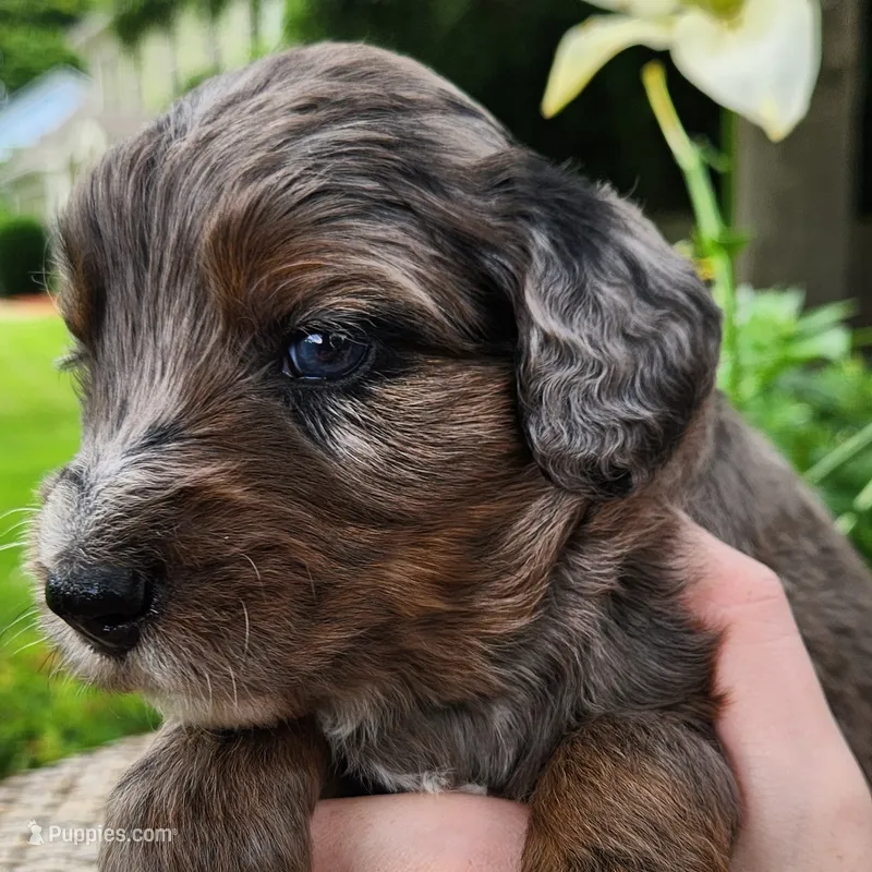 Daisy – Aussiedoodle puppy for sale in Columbia, TN