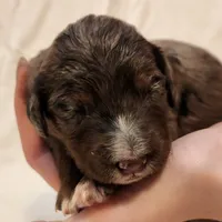 Misty, a female Aussiedoodle for sale in Columbia, TN – 2 of 10