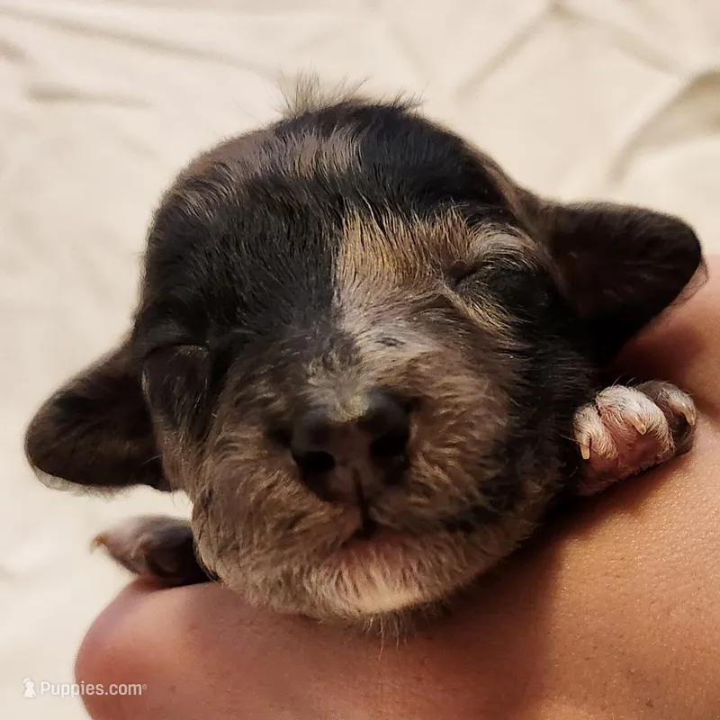 Pixie – Miniature Aussiedoodle puppy for sale in Columbia, TN