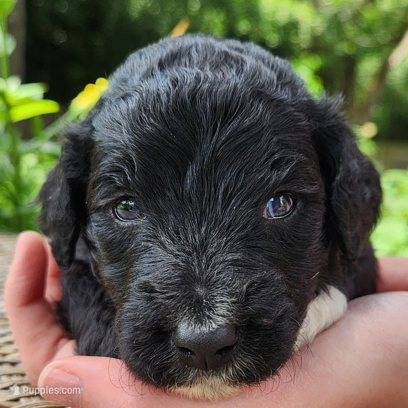 Lottie – Aussiedoodle puppy for sale in Columbia, TN