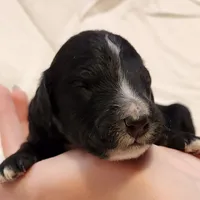Trixie, a female Aussiedoodle for sale in Columbia, TN – 5 of 10
