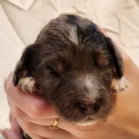 Diesel, a male Aussiedoodle for sale in Columbia, TN – 5 of 10