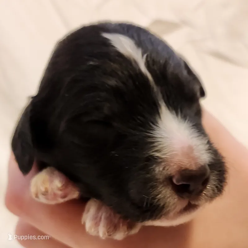 Snoopy – Aussiedoodle puppy for sale in Columbia, TN