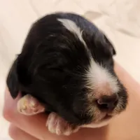 Snoopy, a male Aussiedoodle for sale in Columbia, TN – 1 of 10