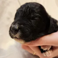 Lottie, a female Aussiedoodle for sale in Columbia, TN – 2 of 10