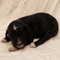 Stella, a female Aussiedoodle for sale in Columbia, TN – 3 of 10