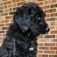 Scout, a male Aussiedoodle for sale in Columbia, TN – 7 of 10