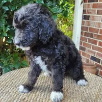 Stella, a female Aussiedoodle for sale in Columbia, TN – 8 of 10