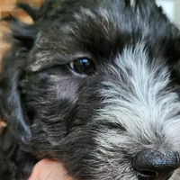 Snoopy, a male Aussiedoodle for sale in Columbia, TN – 5 of 10
