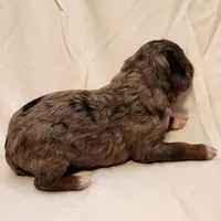 Diesel, a male Aussiedoodle for sale in Columbia, TN – 8 of 10
