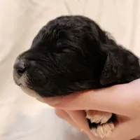 Lottie, a female Aussiedoodle for sale in Columbia, TN – 3 of 10