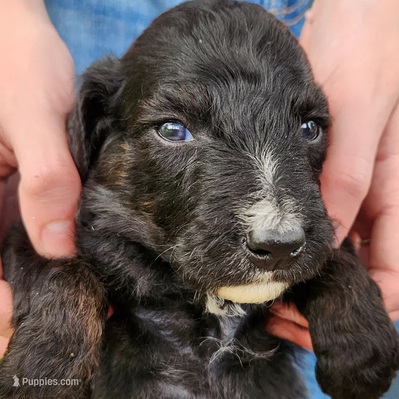 Scout – Aussiedoodle puppy for sale in Columbia, TN