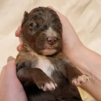 Misty, a female Aussiedoodle for sale in Columbia, TN – 10 of 10